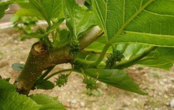 种桑树的风水禁忌