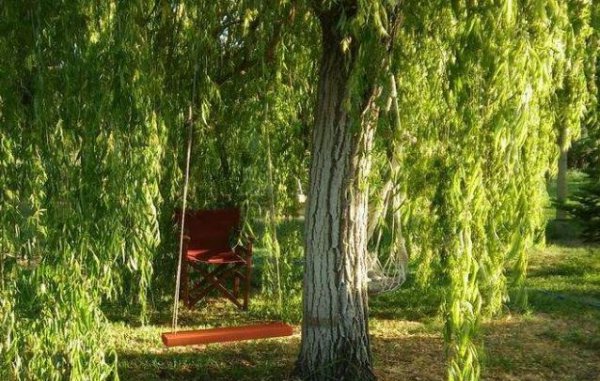 种桑树的风水禁忌