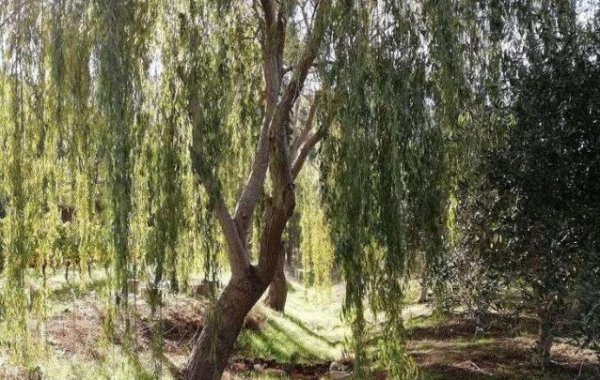 种桑树的风水禁忌