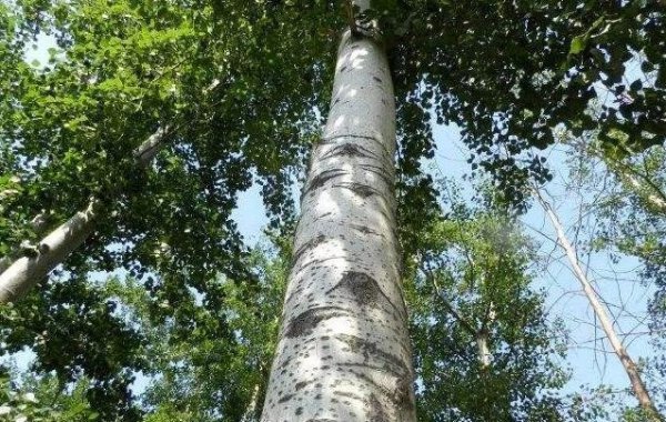 种桑树的风水禁忌