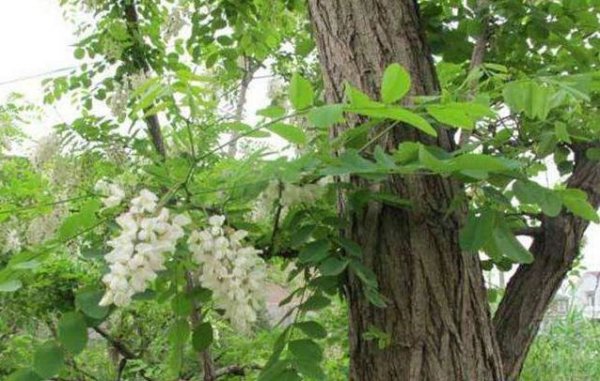 种桑树的风水禁忌