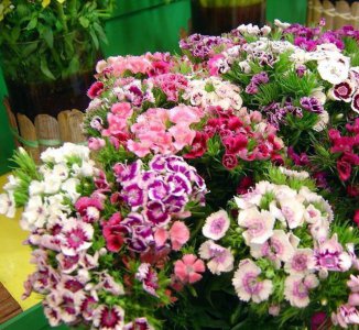 怎么把黄土变松软肥沃 什么方法能让土壤变得疏松肥沃