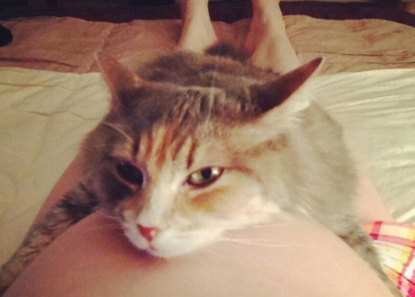 猫为什么喜欢孕妇