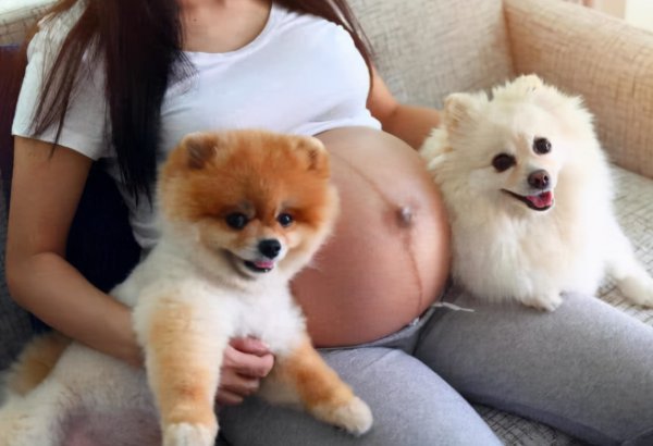 猫为什么喜欢孕妇