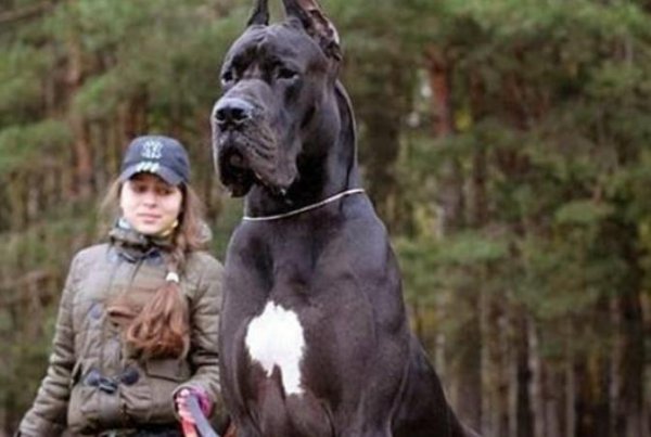 猫为什么喜欢孕妇