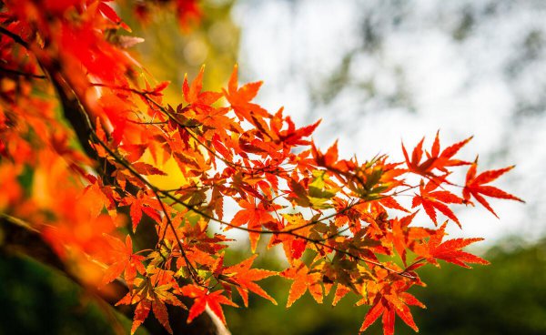 唯物主义和唯心主义的区别