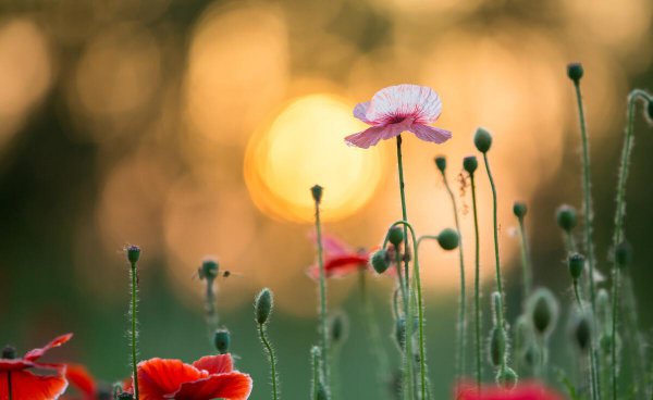 唯物主义和唯心主义的区别