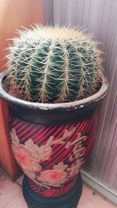 带刺的花有哪些适合家庭养 带刺的开花植物的种类及图片