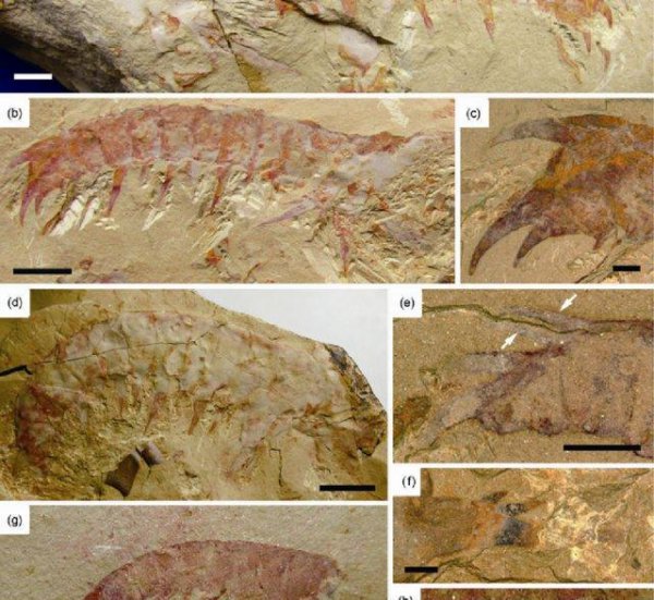 史前十大海洋巨兽排行榜