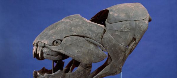 史前十大海洋巨兽排行榜