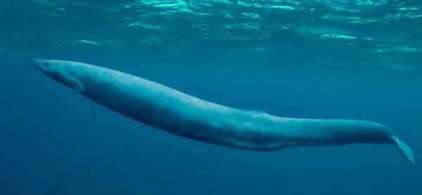 史前十大海洋巨兽排行榜