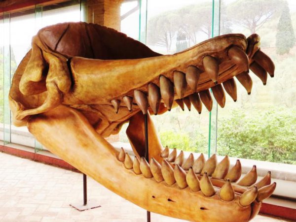 史前十大海洋巨兽排行榜