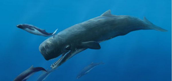 史前十大海洋巨兽排行榜