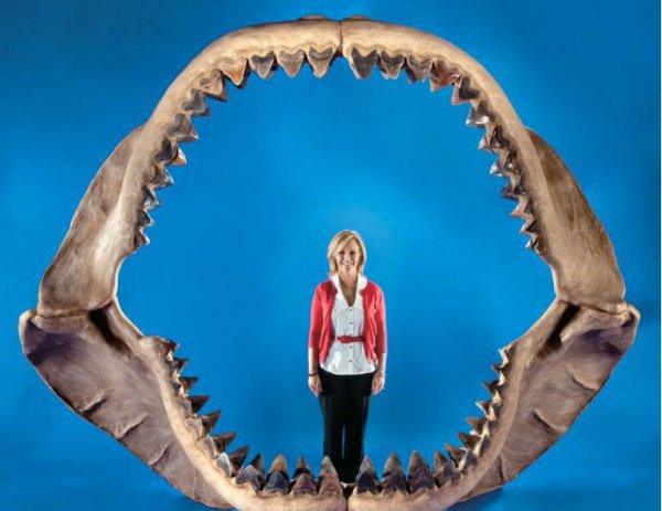 史前十大海洋巨兽排行榜