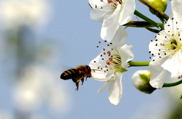 清明节是什么季节