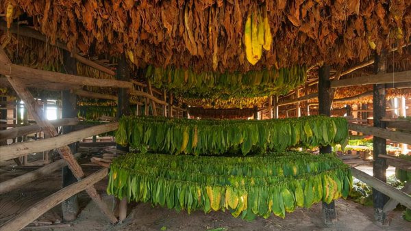 女孩想进烟草公司考什么专业