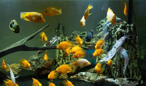 鱼缸水变浑浊怎么处理