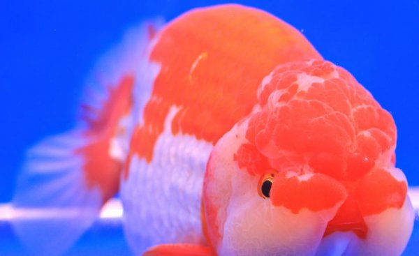 鱼缸水变浑浊怎么处理