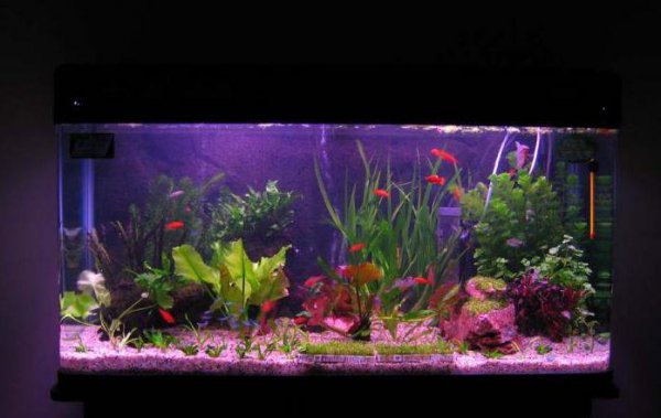 鱼缸水变浑浊怎么处理