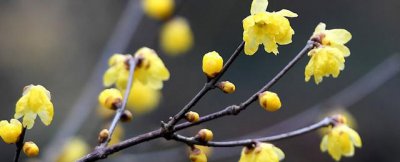 腊梅的寓意和象征意义介绍 腊梅花的花语有哪几种