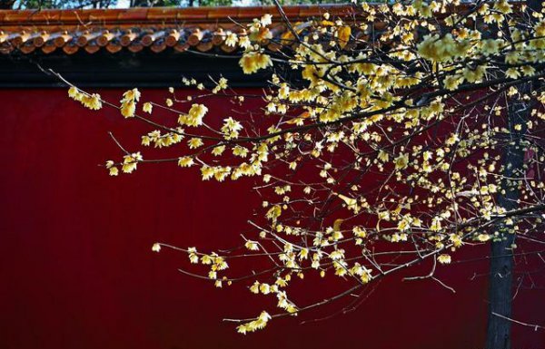 腊梅的寓意和象征意义介绍