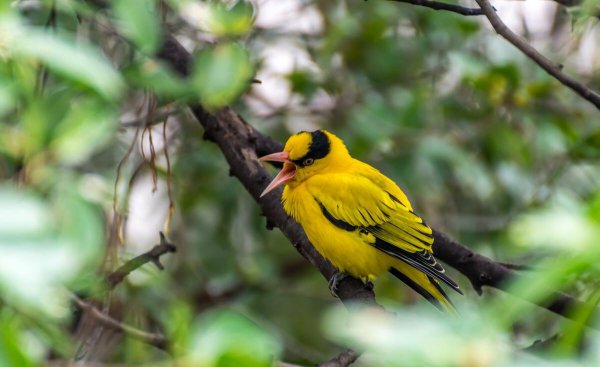 诗中佳作滁州西涧的作者是谁