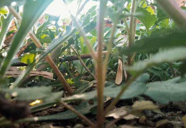 诗中佳作滁州西涧的作者是谁