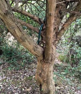 柘树手串属于什么档次级别 柘木手串有收藏价值吗