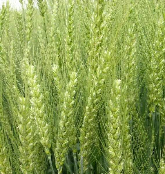 六畜兴旺中的六畜是指哪六畜