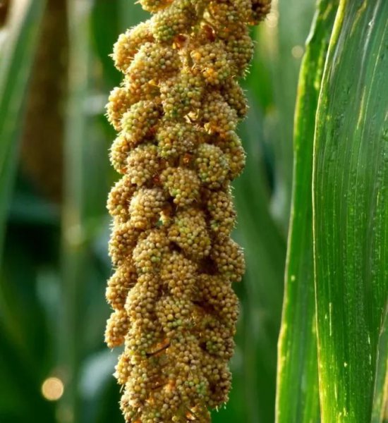 六畜兴旺中的六畜是指哪六畜