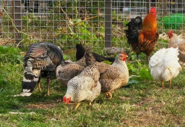 六畜兴旺中的六畜是指哪六畜