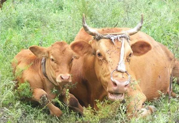 六畜兴旺中的六畜是指哪六畜