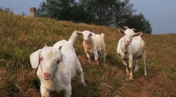 六畜兴旺中的六畜是指哪六畜