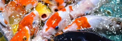 锦鲤趴缸底是什么原因 锦鲤老是在鱼缸底部的解决方法