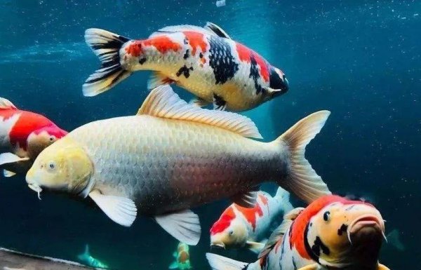 锦鲤趴缸底是什么原因