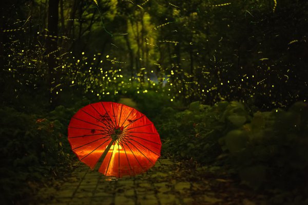 萤火虫为什么会发光的原因