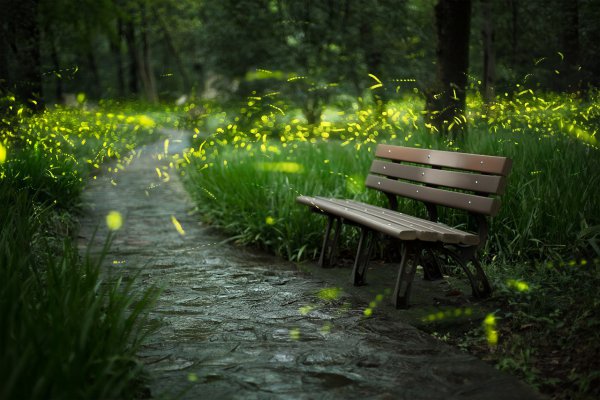 萤火虫为什么会发光的原因