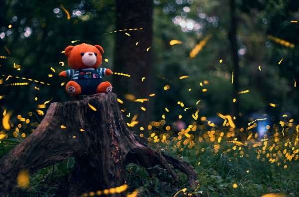 萤火虫为什么会发光的原因