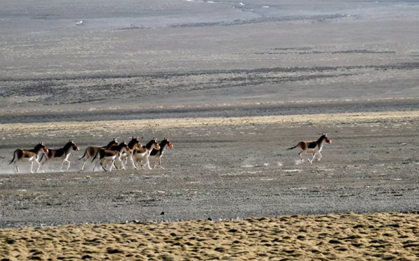 海拔最高的盆地是哪个盆地