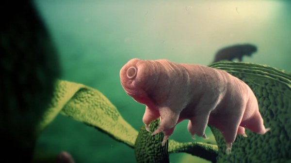 水熊虫能活多少年