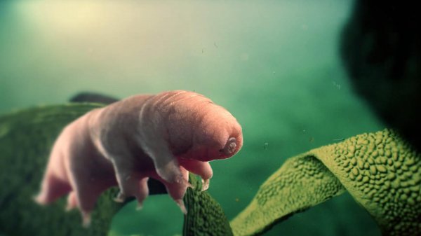 水熊虫能活多少年