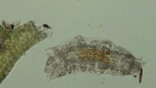 水熊虫能活多少年