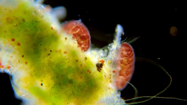 水熊虫能活多少年