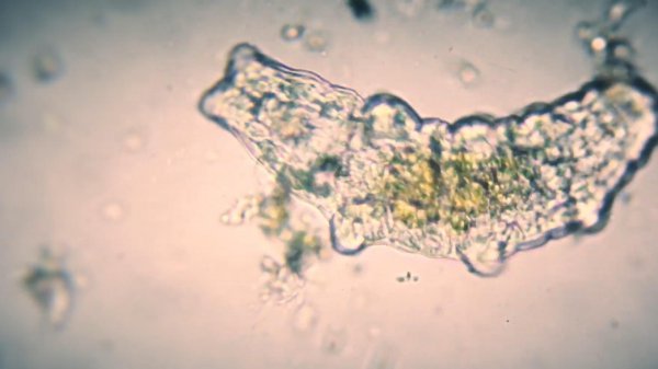 水熊虫能活多少年