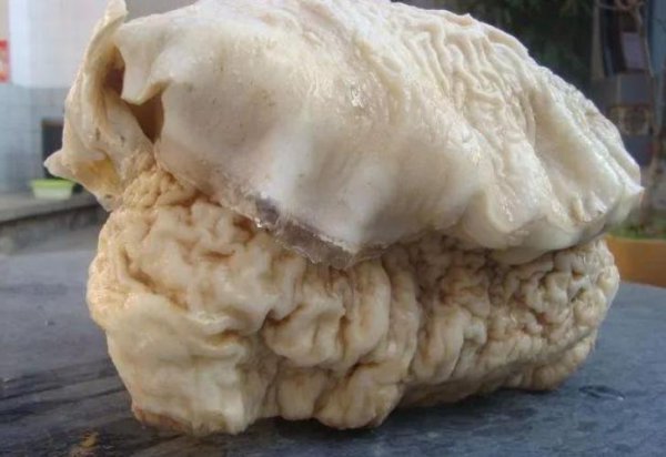 太岁头上动土的太岁指什么动物