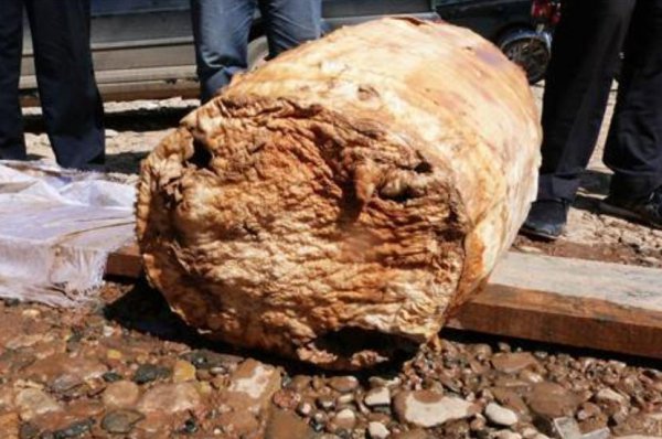 太岁头上动土的太岁指什么动物