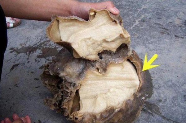 太岁头上动土的太岁指什么动物