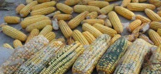 王致和臭豆腐对人身体是否有好处