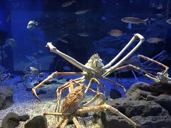 海底一万米有什么生物