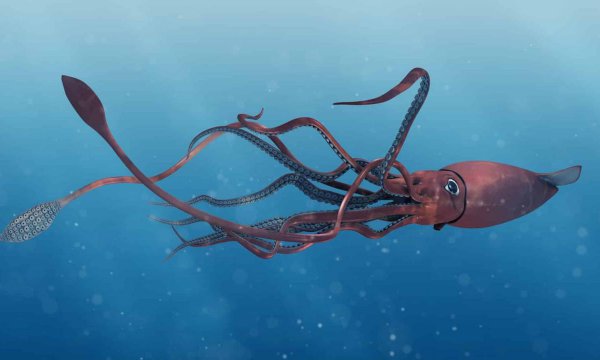 海底一万米有什么生物